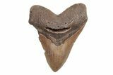 Huge, Fossil Megalodon Tooth - North Carolina #220013-1